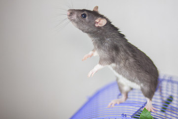 Decorative rat, Grey mouse is sitting on the cage.