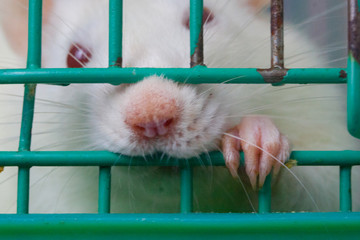 Prison concept. The rat sits in a cage.