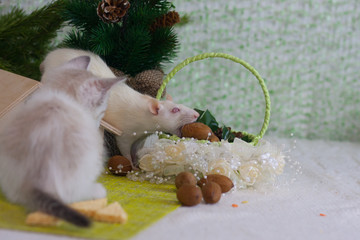 A rat is stealing a nut. The kitten looks at the mouse.