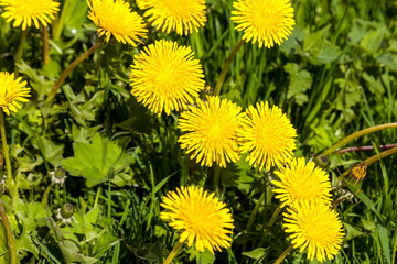 May dandelions. The young field of yellow dandelions.