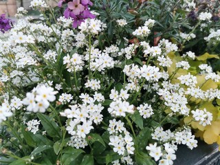 Photo of flowers