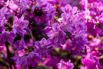 Daurian rhododendron