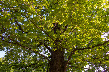 Fototapeta premium tree in spring