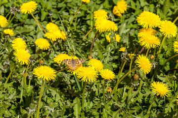 Obraz premium May dandelions. The young field of yellow dandelions.