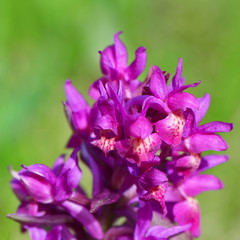 Fototapeta na wymiar Elder-flowered Orchid Dactylorhiza sambucina in nature reserve Galovske luky in Beskids in Czech republic