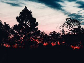 tree silhouettes on sunset end