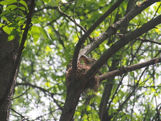 The Blackbird flew to the nest and feeds the Chicks with worms.
