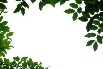 Tropical tree leaves on white isolated background for foliage backdrop 