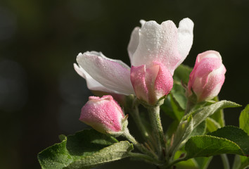 Close up of a pink and white apple blossom, wet with dew, isolated on a deep green background.