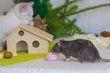 Kitten and rat near the Christmas tree. Rodent and predator.