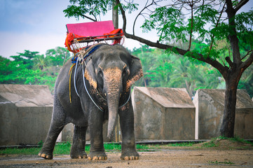 Beautiful elephant stands in nature in the rain. Thailand, Pattaya