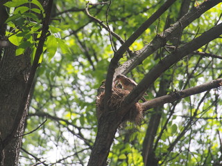 The Blackbird flew to the nest and feeds the Chicks with worms.