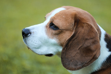 portrait of a dog (beagle)