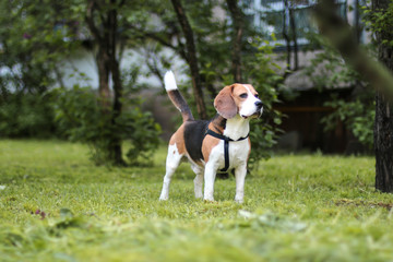 beagle walking in the part