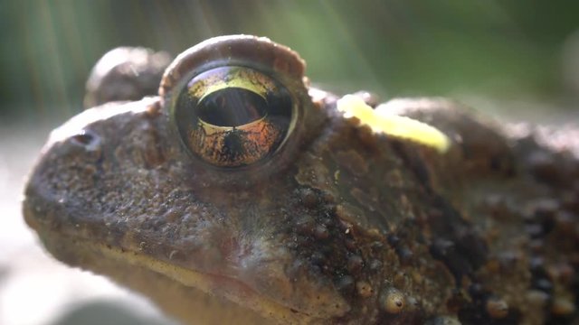 Extreme closeup of Bufo Americanus toad with inch worm crawling in its eye.