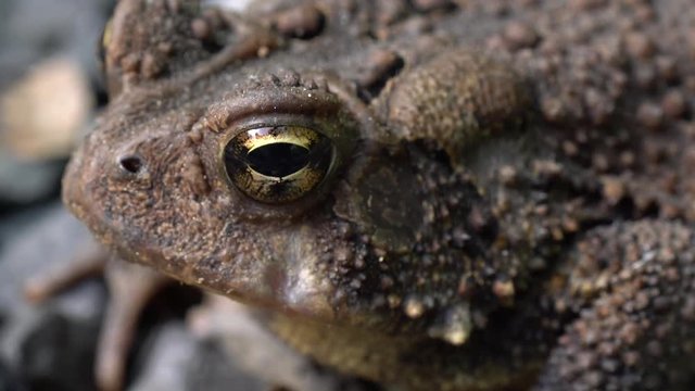 Extreme closeup of Bufo Americans toad&rsquo;s eye.