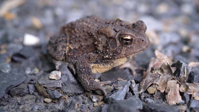Closeup of Bufo Americanus toad with rocks backdrop.