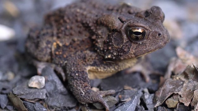 Closeup of Bufo Americanus toad with tight focus on eye.