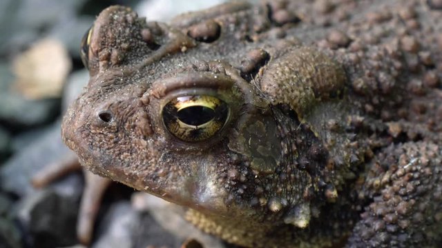 Extreme closeup of Bufo Americans toad&rsquo;s eye.