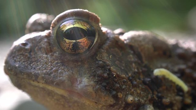 Extreme closeup side shot of Bufo Americanus toad with light streaks.