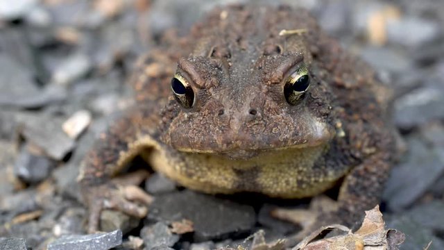 Closeup of front of Bufo Americanus toad with focus on eyes.