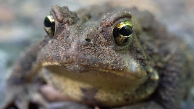 Closeup of toad&rsquo;s eyes while breathing rapidly.