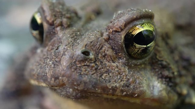 Extreme closeup of toad&rsquo;s eyes while breathing rapidly.