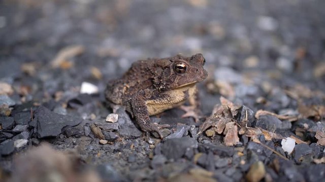 Small in the frame toad perched on rocks in daylight.