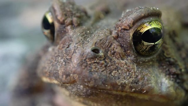 Extreme closeup of toad&rsquo;s eyes while breathing rapidly.