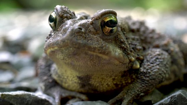 Closeup of toad at eye level with rapid breathing.