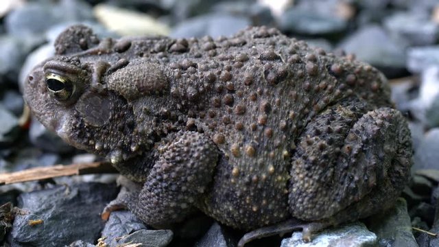 Closeup side view of Bufo Americanus toad.