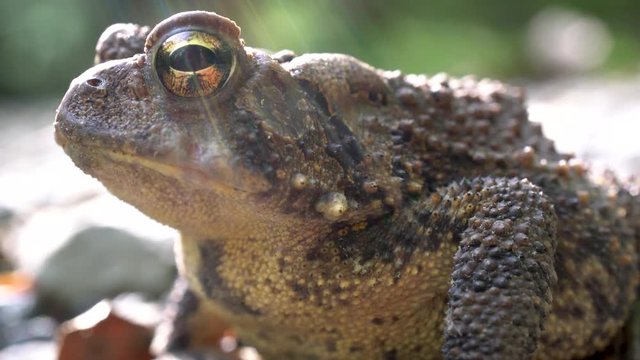 Side shot of Bufo Americanus toad with light streaks.