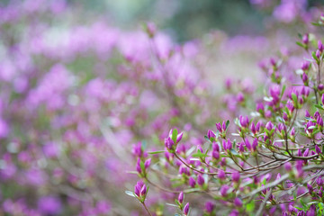 Pink flowers of Rhododendron mucronulatum. Idyllic pattern with beautiful blooming Korean rhododendron for website background or greeting card. Copy space