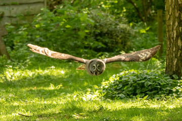 Barn owl in flight