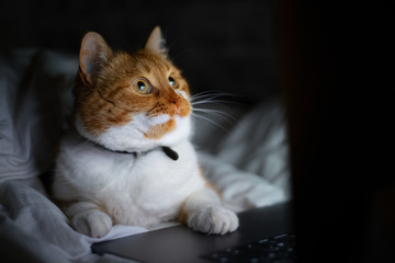 Portrait of red white female cat lying in bed and looking in the laptop