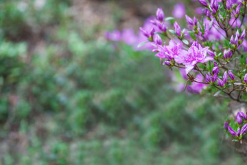 Pink flowers of Rhododendron mucronulatum. Idyllic pattern with beautiful blooming Korean rhododendron for website background or greeting card. Copy space