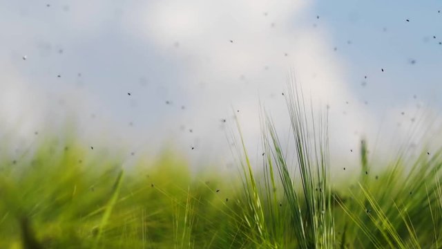 Infected cereals, green stem, pests, insects, flies, moths, farm, agriculture