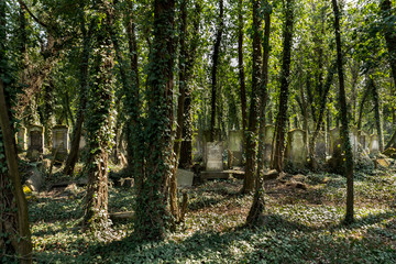 cemetery covered with ivy