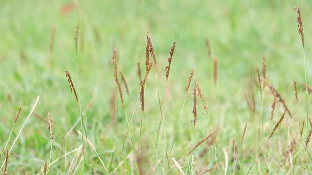 Brown Flower Nut grass (Yellow nutsedge, Coco grass, Cyperus rotundus Linn.) is swaying in the wind on a green background.