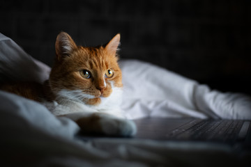 Portrait of red white female cat lying in bed and looking in the laptop
