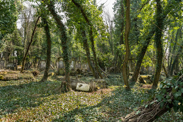 cemetery covered with ivy