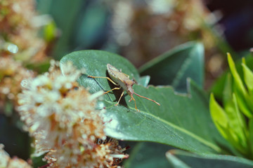 Pflanze Makro Insekt Lederwanze
