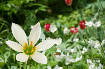 Image of beautiful flowers in the garden closeup