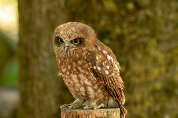 New Zealand native owl.