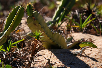 Amazon lava lizard photographed in Guarapari, Espirito Santo. Picture made in 2007.