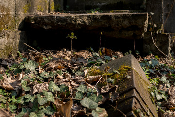 Fototapeta premium old tombstones covered with moss
