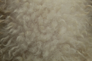 texture of fur
