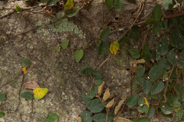 vine plant