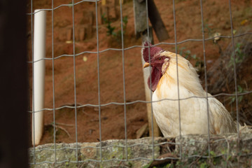 powerful white rooster