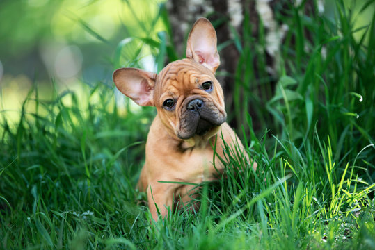 french bulldog puppy playing in the grass